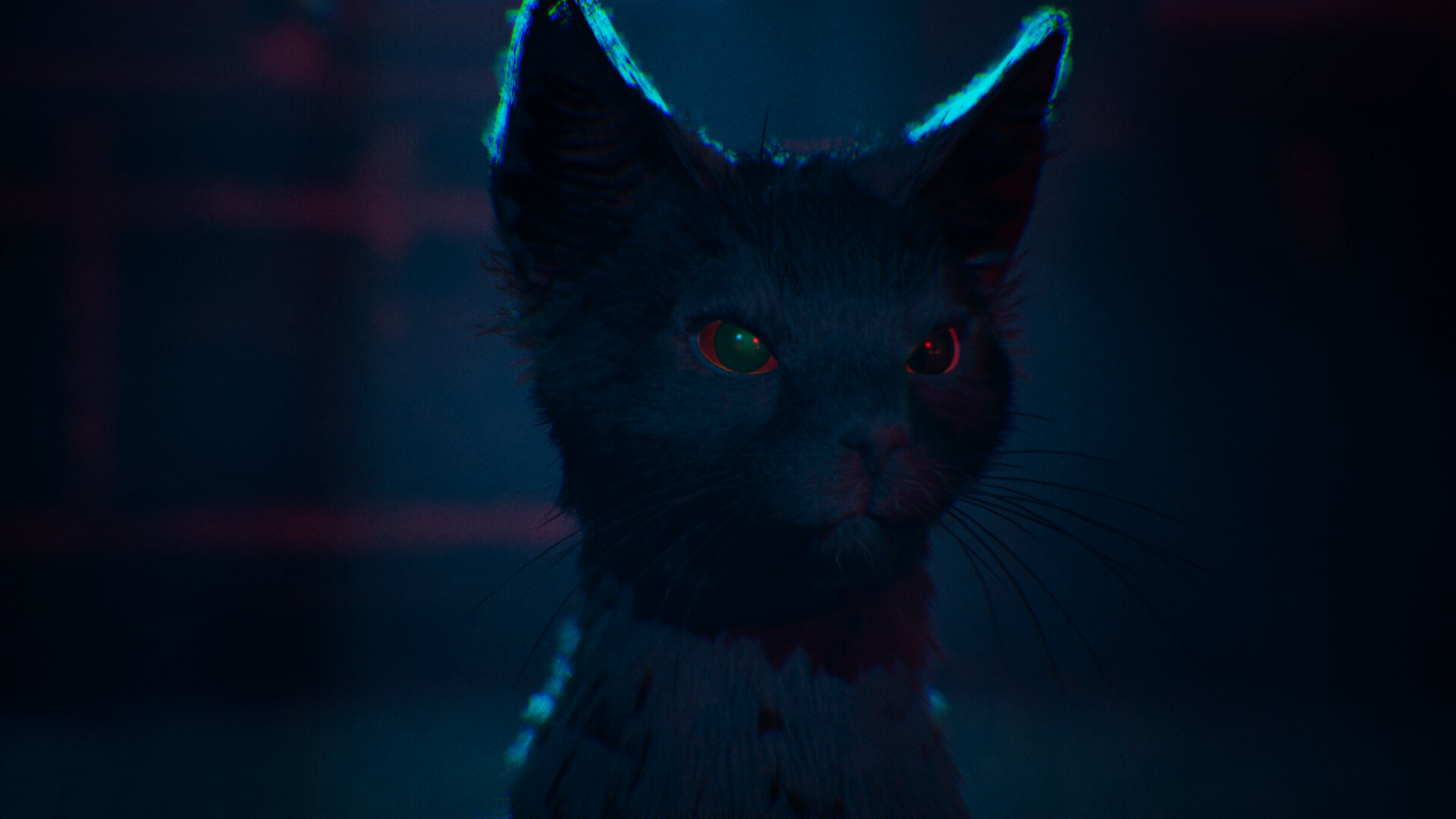 1666 Amsterdam cat